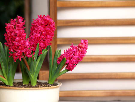 pink hyacints on abstract wooden backgroundの写真素材