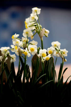 Hyacinthus orientalis, pink flowers, at gardenの写真素材