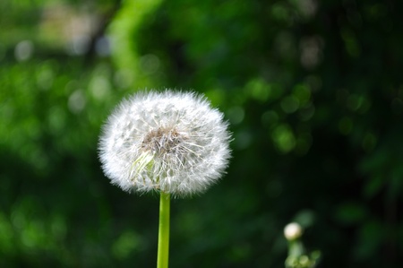 Dandelion puff in the gardenの写真素材