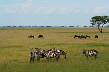 zebras at serengeti national park in tanzania, africa 