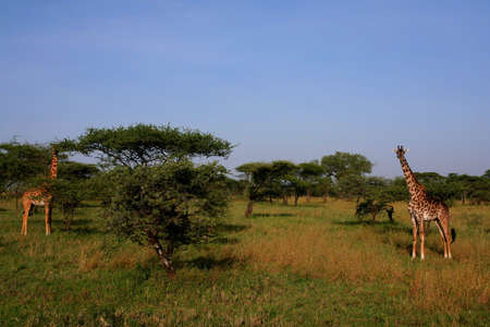 giraffe in serengeti, tanzaniaの写真素材