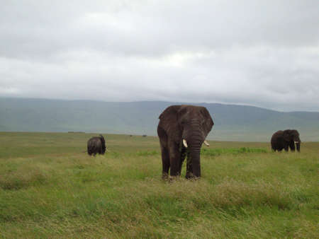 elephants in ngorongoro crater in tanzania, africaの写真素材