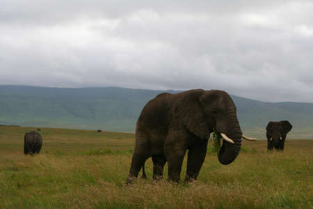 elephants in ngorongoro crater in tanzania, africaの写真素材