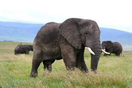 elephants in ngorongoro crater in tanzania, africaの写真素材