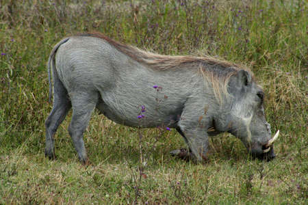 warthog in ngorongoro crater in tanzania, africaの写真素材