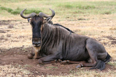  wildbeast in ngorongoro crater in tanzania, africa の写真素材