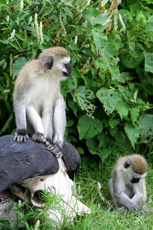 monkeys playing with buffalo scullの写真素材