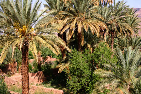 oasis in south of moroccoの写真素材