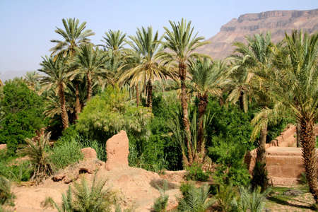 oasis in south of moroccoの写真素材