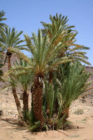 oasis in south of moroccoの写真素材