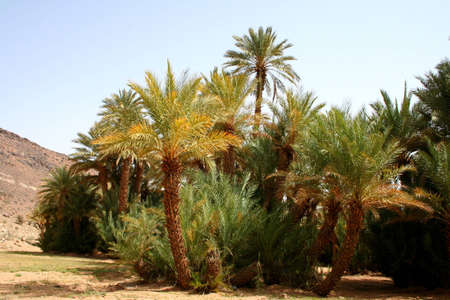 oasis in south of moroccoの写真素材