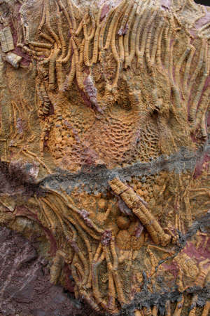 Prehistoric Fossils in sedimentary rock background. Found in the south of moroccoの写真素材