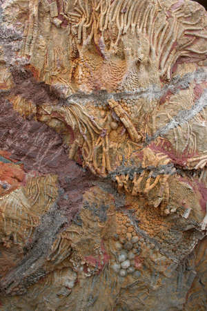 Prehistoric Fossils in sedimentary rock background. Found in the south of moroccoの写真素材
