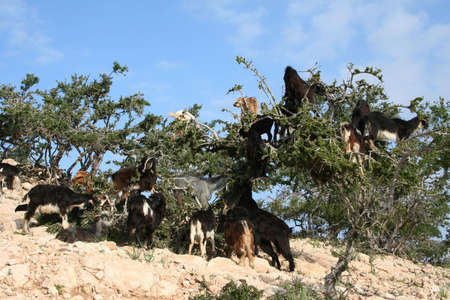 GOATS IN AN ARGAN TREE の写真素材