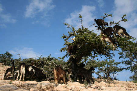 GOATS IN AN ARGAN TREE の写真素材