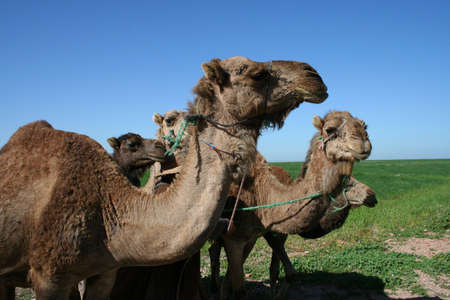 Camels in the moroccan desertの写真素材