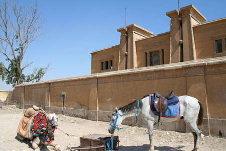 Horse and Camel near museum in front of famous Pyramid og Giza (Gizeh)の写真素材