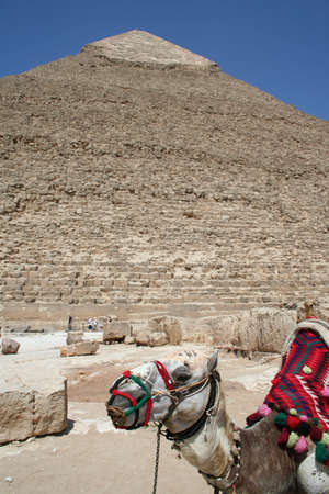 Camel in front of famous Pyramid og Giza (Gizeh)の写真素材