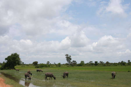 cambodian rice fields の写真素材
