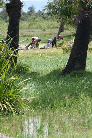 cambodian rice fields の写真素材