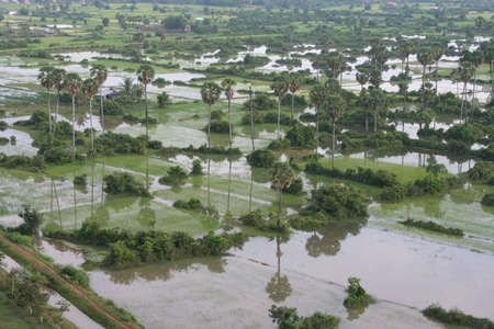 areal view at  cambodian rice fields at early morningの写真素材