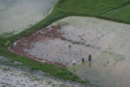 areal view at  cambodian rice fields at early morningの写真素材