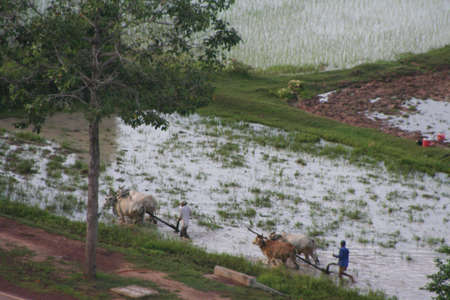 areal view at  cambodian rice fields at early morningの写真素材