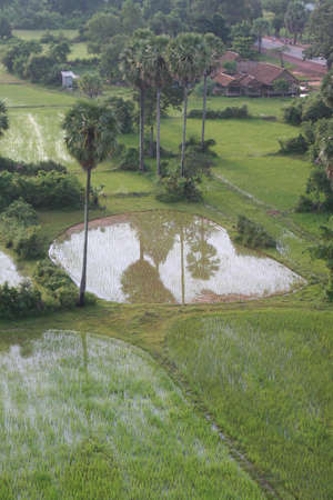 areal view at  cambodian rice fields at early morningの写真素材