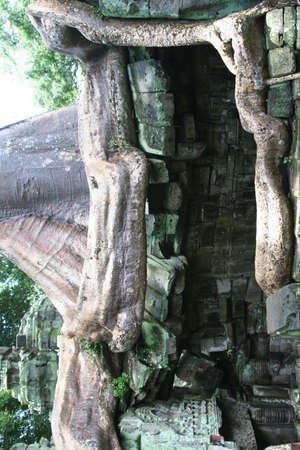Ta Prom Temple in Angkor, Cambodiaの写真素材