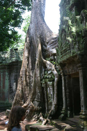 Ta Prom Temple in Angkor, Cambodiaの写真素材