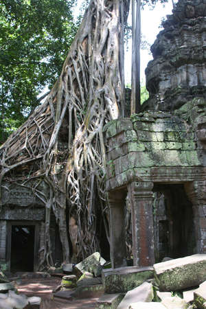 Ta Prom Temple in Angkor, Cambodiaの写真素材