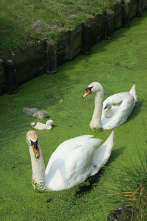 swan familyの写真素材