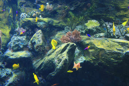 coral life