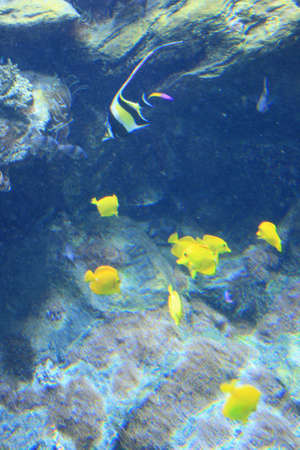 coral lifeの写真素材