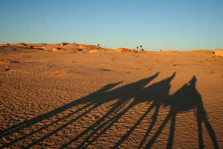 shadow of camels in sahara desert の写真素材