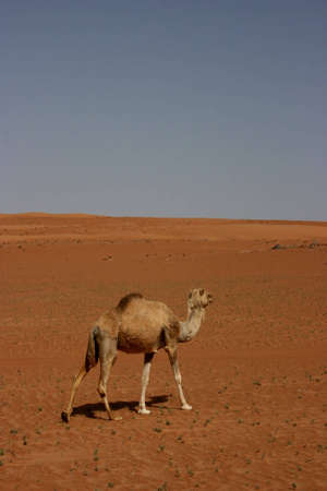Camel in desertの写真素材
