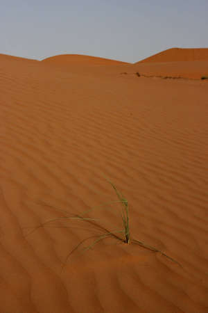 The desert Wahiba sands in Oman, arabian peninsula の写真素材