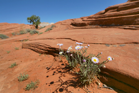 Wild flowers in red rock atop Petrified Sand Dunes Snow Canyon State Park Utahの写真素材