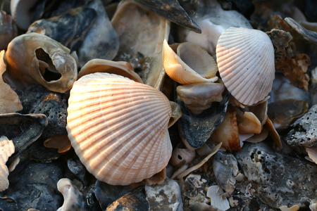 seashells at waters edge at sunrise on beach