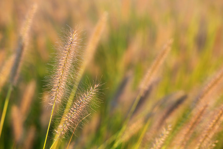 Afternoon sun on grass in a gentle breeze in residential area