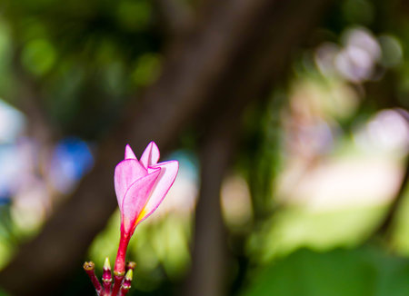 Purple hibiscus flowerの写真素材