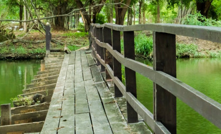 Wood bridge with green treeの写真素材