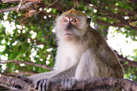 Closeup monkey sit on the tree