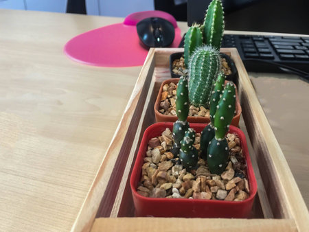 Green Cactus on the deskの写真素材