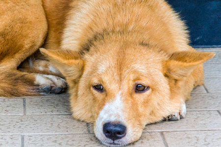 Closeup Dog crouched on the floor
