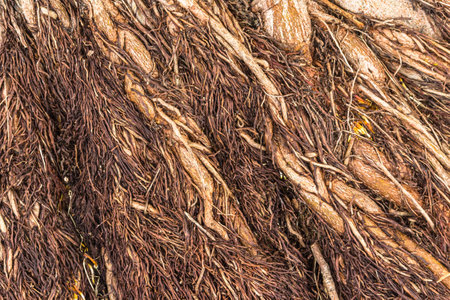 Root brown wood background