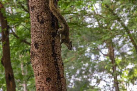 Squirrel climbing tree with blur backgroundの写真素材