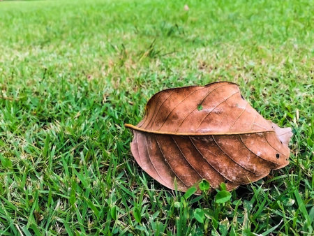 Leaves dry, brown on green grassの写真素材