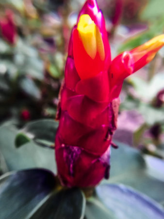 Closeup red flower