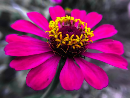 Purple flowers, background blurred